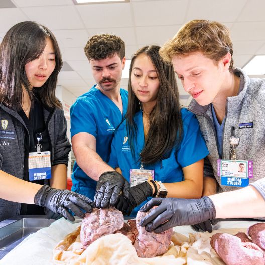 Four medical students wearing gloves closely examine and handle human organs on a table in a brightly lit classroom or lab setting.